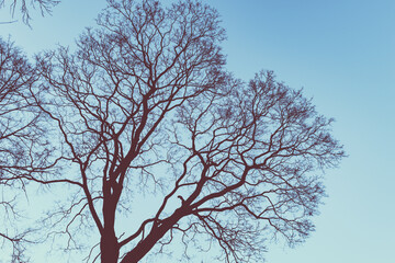 Tree branches are like capillaries