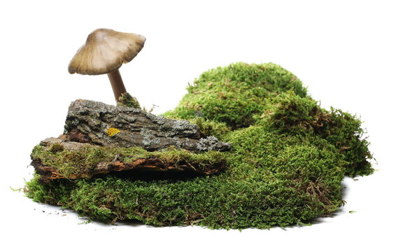 Green moss, tree bark and mushroom isolated on white 