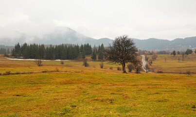 Fototapeta premium Panoramic view of Savsat highlands on a beautiful autumn day - Scenic image of forest landscape at sunny day - Autumn colorful landscape with colorful tree - Savsat, Artvin