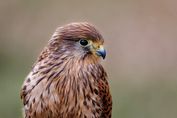A close-up of a female Common Kestrel