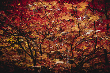 Red leaves at fall in Washington state forest