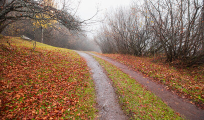 Fototapeta premium Path in misty autumn forest - Autumn foggy landscape scene