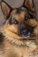 Dog, German shepherd close-up.