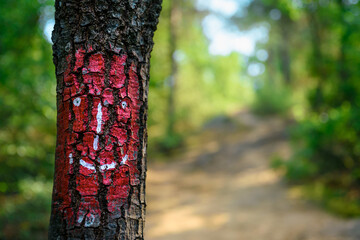 Graphic human face painted on a tree on a forest path. Guardian spirit of the forest