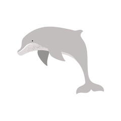 dolphin underwater life