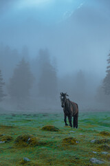 Obraz na płótnie Canvas Morning. Horse in the fog in the forest 