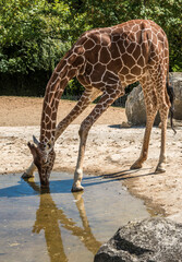 Girafe en train de boire à Saint-Aignan, Loir-et-Cher, France