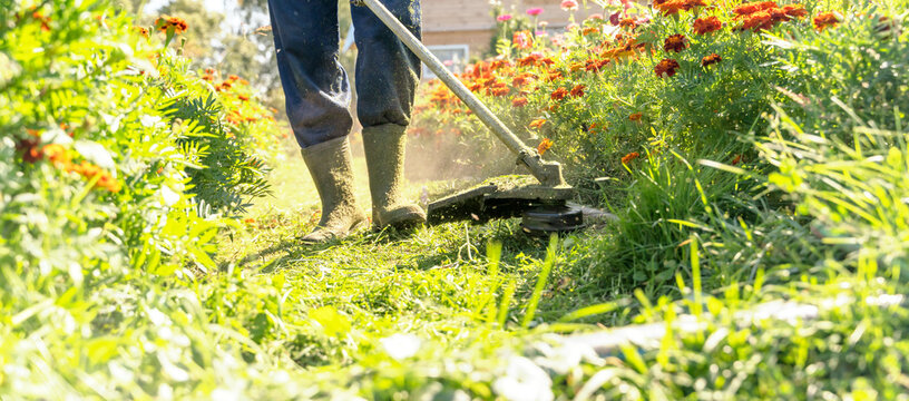 A Man Cut The Grass With A Lawn Trimmer