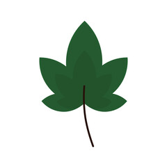 leaf foliage natural