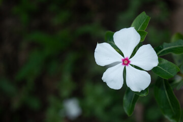 Flor