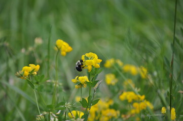 Bee on wildflowers