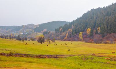Fototapeta premium Panoramic view of Savsat highlands on a beautiful autumn day - Scenic image of forest landscape at sunny day - Autumn colorful landscape with colorful tree - Savsat, Artvin