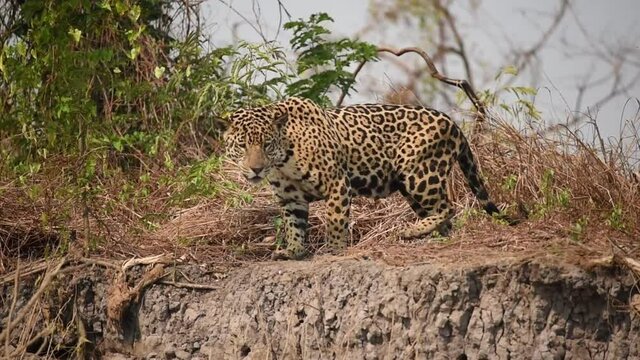 Jaguar (Pantera onca) hunting on a river bank. Pantanal, Brazil