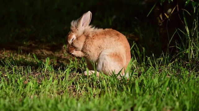 Brown Lionhead rabbit (Oryctolagus cuniculus f. domestica) on a meadow cleaning itself
