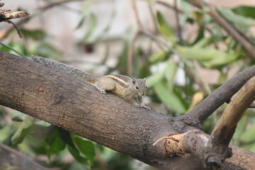 squirrel on tree