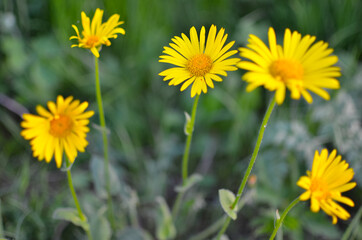 Yellow flowers on natural green blure background