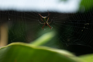 Araña