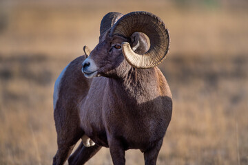 Big Horn Ram's during the rut