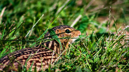 ground squirrel in the grass