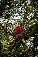 Araras vermelhas no Pantanal, Brasil.