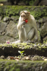 portrait of a Monkey