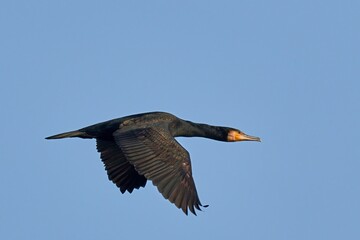 Great Cormorant in fast flight with spread wings in a clear blue sky, closeup. Adult bird. Side view, frozen motion. Genus species Phalacrocorax carbo.