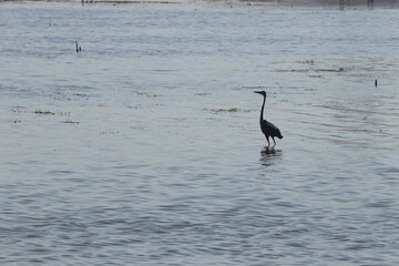 Crane Bird In Water