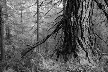 walking on a larch forest