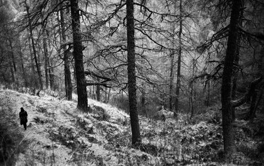 walking on a larch forest