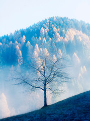 Fall colored and foliage on dolomites,  walking in the forest