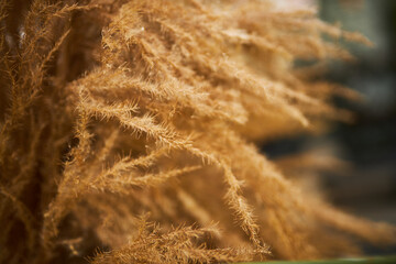dry ears of wheat in a bunch. 