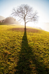 Fall colored and foliage on dolomites, the old walnut tree