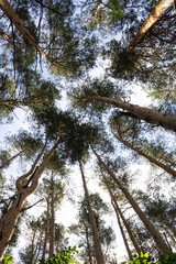 Treetops, sky, forest, summer. Vertical orientation