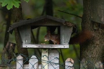 A squirrel sits between green leaves on a branch