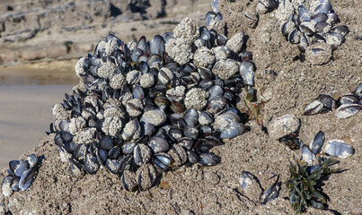 Close up of a natural bed of saltwater Mussels (Mytilus edulis) on rocks in an intertidal zone. Bivalves and habitat encrusted with barnacles (Balanidae). Landscape image with selective focus. UK - 471342024