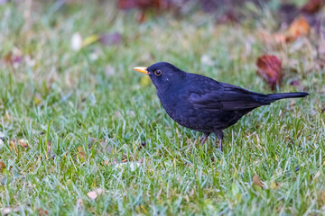 A blackbird maiden in the green grass