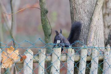 A squirrel sits between green leaves on a branch