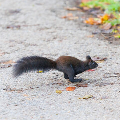 A squirrel sits between green leaves on a branch