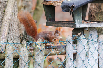 A squirrel sits between green leaves on a branch
