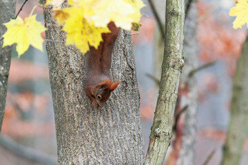 A squirrel sits between green leaves on a branch
