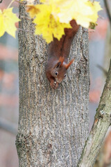 A squirrel sits between green leaves on a branch
