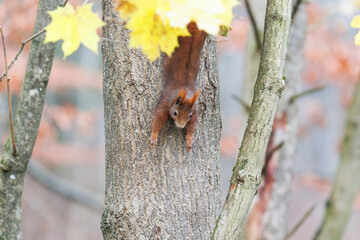 A squirrel sits between green leaves on a branch