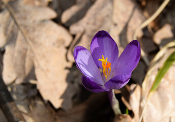 Close-up of a single of blooming crocus flowers in the forest. Purple crocus grows through dry brown leaves. The first flowers of spring