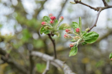 Apple branches with buds before flowering on a blurred background. Spring in an orchard. Close-up of apple tree buds on selective focus