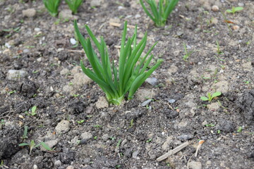 close-up of growing green young onion in the vegetable garden