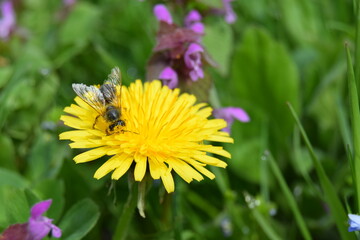 close-up shot of a bee covered with pollen on a bright yellow dandelion flower on green background