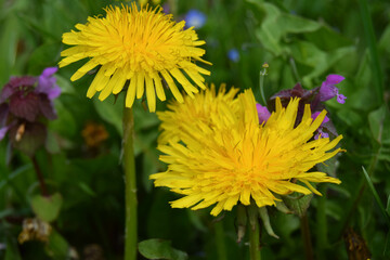 Yellow dandelion, taraxacum officinale, on green background, perfect for background, texture, macro photopraphy. Spring time concept
