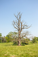Fototapeta premium Old oak tree in a summertime meadow.