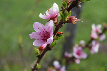 Obraz premium Delicate pink floral background with copy space and blurred background. Branches of peach tree in blooming in garden. Selective focus