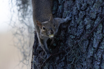 Squirrel with Nut in Mouth and Facing Camera